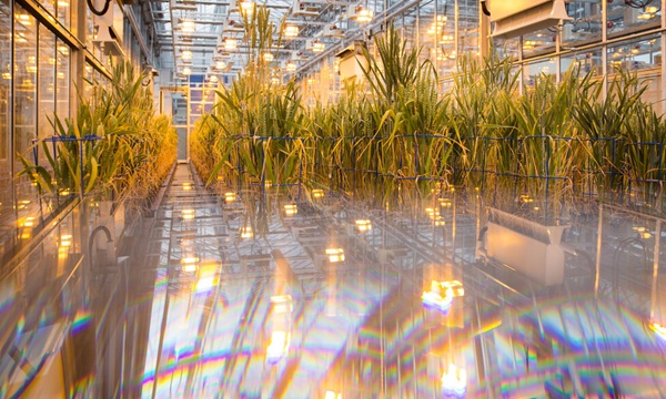 The National Plant Phenomics Centre (NPPC), hosted within the Institute of Biological, Environmental and Rural Sciences (IBERS) at Aberystwyth Univeristy is a National Capability funded by the BBSRC for use by researchers from academia and industry. Image copyright by Vince Jones - Whole Picture.