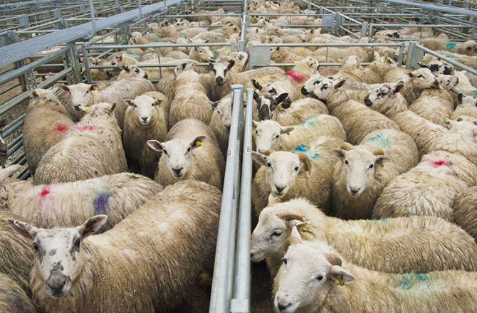 LAA Issues Updated Guidance to Livestock Markets Following Lockdown