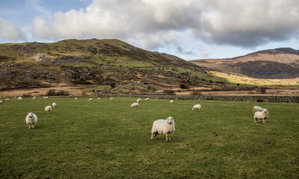 Webinar to Explore New Research on Welsh Farming’s Sustainability