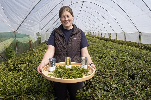 Welsh Grown Tea Takes to the Shelves at Fortnum and Mason