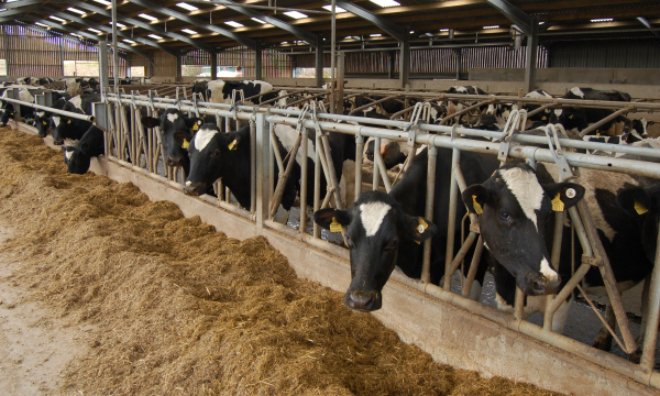 High Purchased Feed Costs Providing an Opportunity to Increase Margins