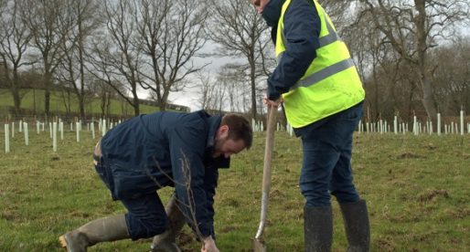 Tree Planting Company Links Landowners with Public to Slow Climate Change