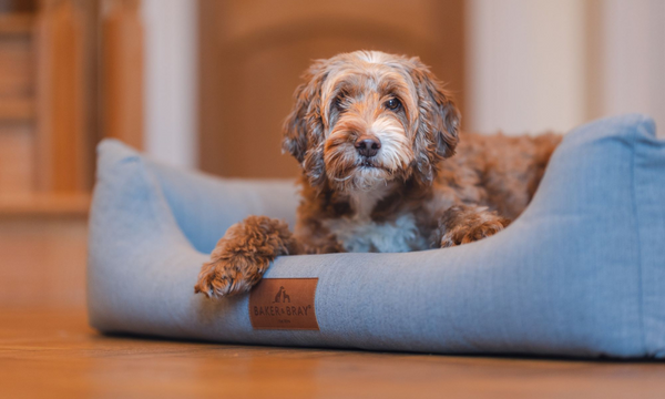 Entrepreneur Acquires Sustainable Pet Brand Aiming to Reduce Carbon Pawprints