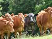 Welsh Industry Team Seek Red Meat Export Boost at Top Global Marketplace