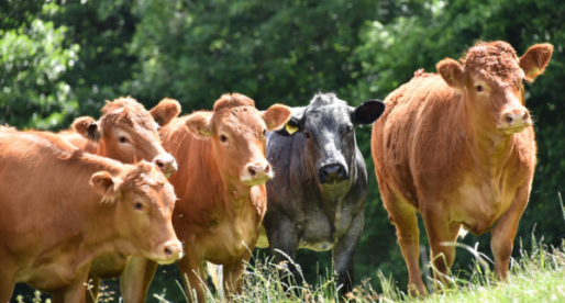 Buoyant Global Demand Brings Cheer to Welsh Beef Sector