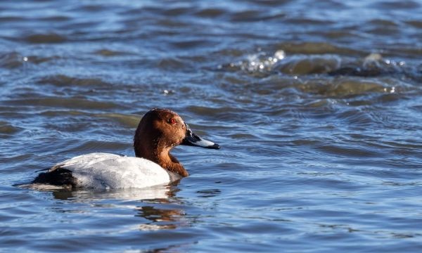 Common pochard, credit WWT