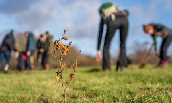 Success for Wales-Wide Tree Planting Project as 300,000 Trees Find Homes