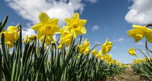 Welsh Daffodil Farmers Gear up for St David’s Day