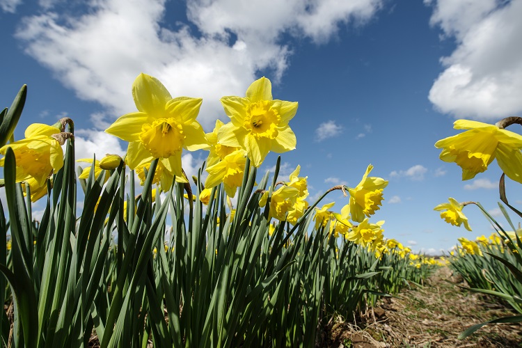 Welsh Daffodil Farmers Gear up for St David’s Day