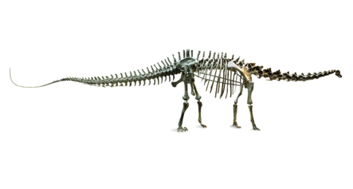 Dippy the Diplodocus, the UK’s Most Famous Dinosaur Opens At National Museum Cardiff