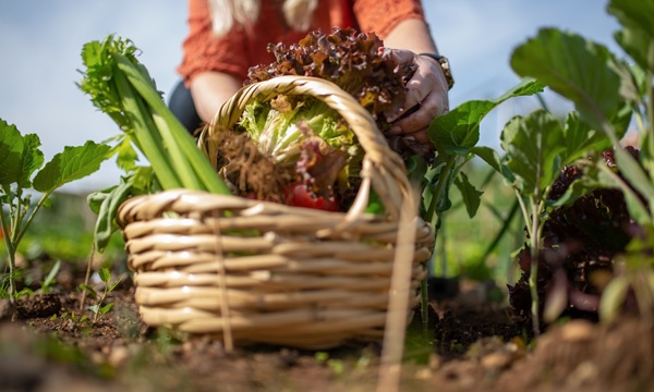 Growers1 food basket
