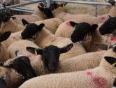 New Analysis Launched of Challenging Picture for Sheep Sector