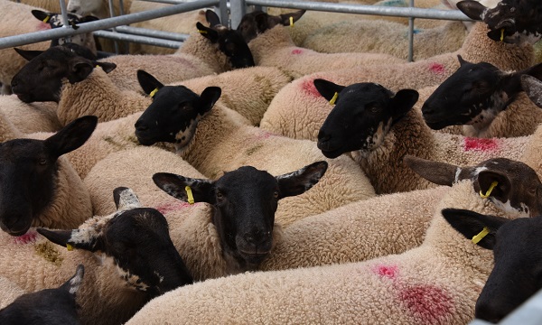 New Analysis Launched of Challenging Picture for Sheep Sector
