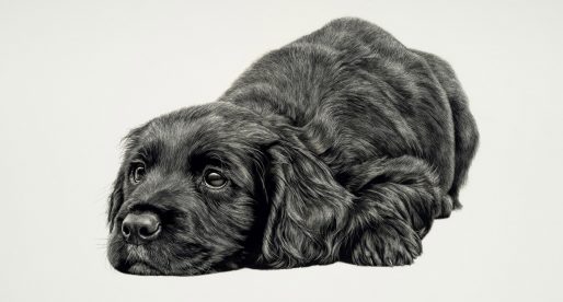 Cocker Puppy by Keith Sykes.