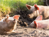 Manage Heat Stress in Pigs as Temperatures Rise
