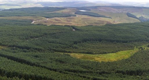 One of Wales’ Largest Commercial Forests up for Sale