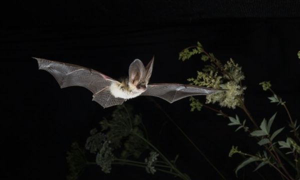 Long eared bat in hay meadow, credit Daniel Hargreaves