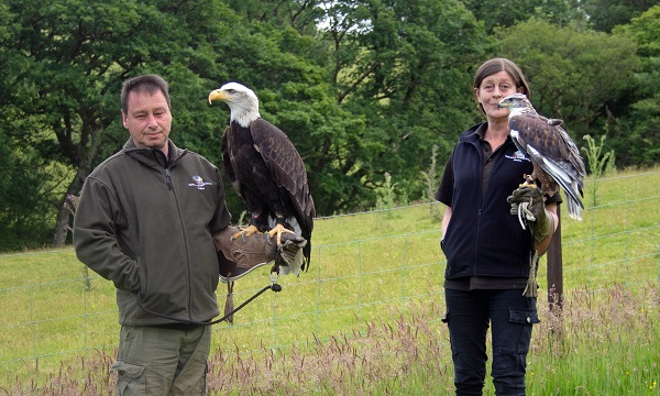 Award Winning Falconry Attraction Seeking New Home in Mid Wales