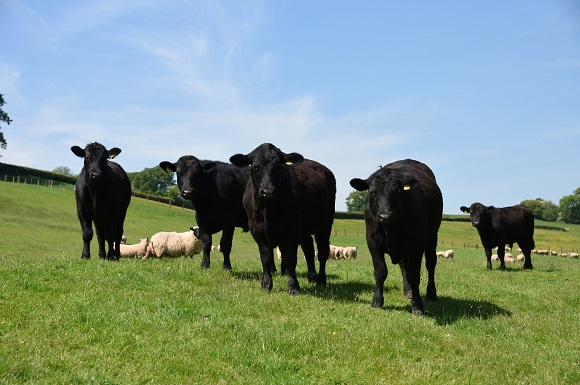Inflation Looks Set to Flatten Increasing Cattle and Sheep Farm Incomes