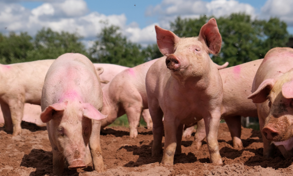 Plans to Ensure Fairness and Transparency Across Pig Sector Supply Chain