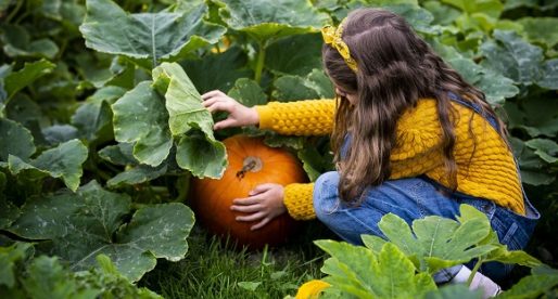 Mid Wales Farm Diversifies into Pick Your Own Pumpkins During October