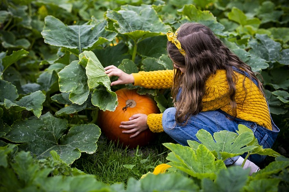 Mid Wales Farm Diversifies into Pick Your Own Pumpkins During October