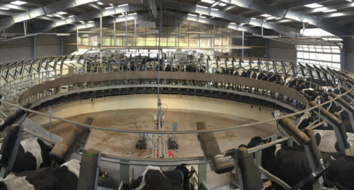 Caerphilly Dairy Farm Sees Milk Yield Increase by a Third