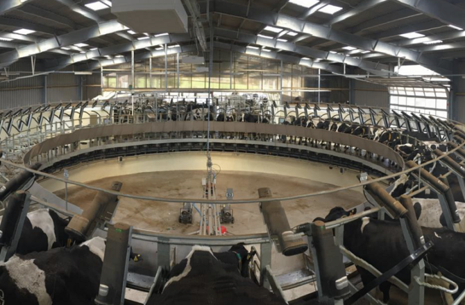 Caerphilly Dairy Farm Sees Milk Yield Increase by a Third