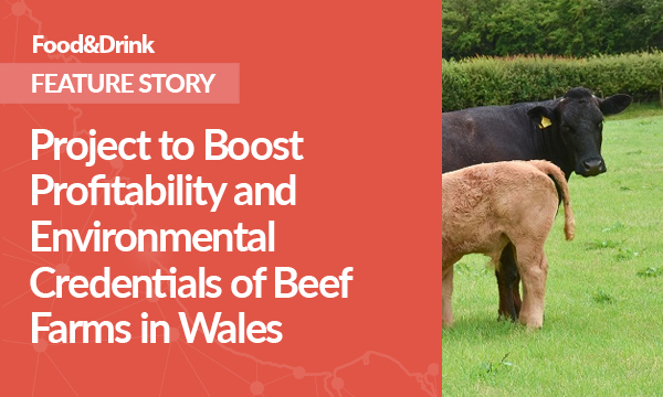 Project to Boost Profitability and Environmental Credentials of Beef Farms in Wales