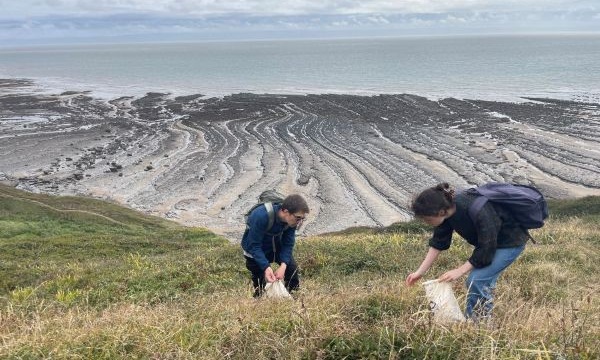Purple Gromwell Dunraven Bay, credit Ellyn Baker