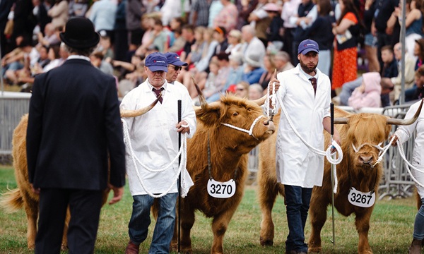 RWAS cattle judging