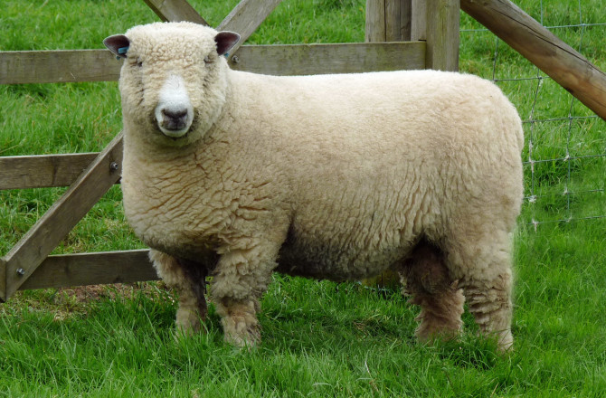 Students Create Products Using Sustainable Welsh Wool