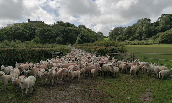 Gower Sheep Farmers’ Innovation Pays off with a Record Year