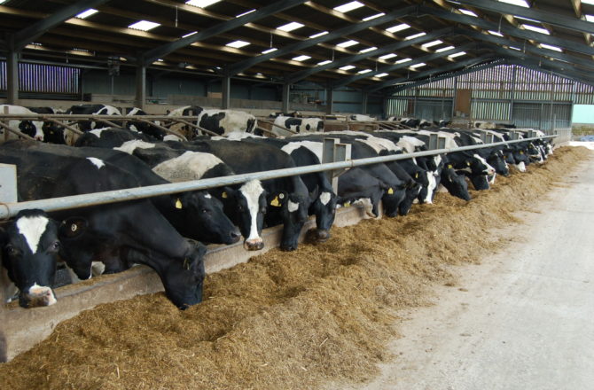 Don’t Compromise Dairy Performance by Underestimating Mycotoxin Contamination