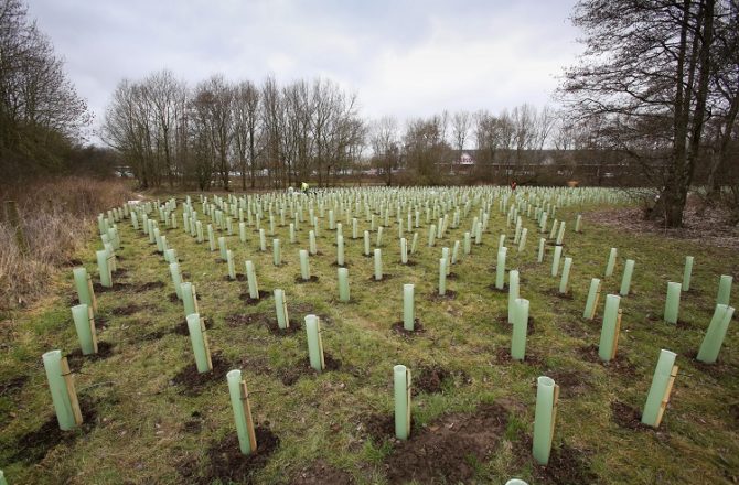 Tesco Plants More Than a Thousand Trees at Caerphilly Crossways Store