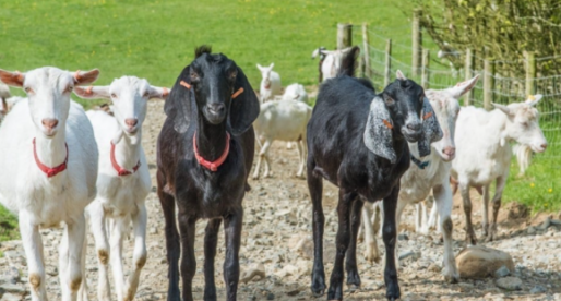Chuckling Goat Partners with Nexer Digital to Improve Digital Customer Experience