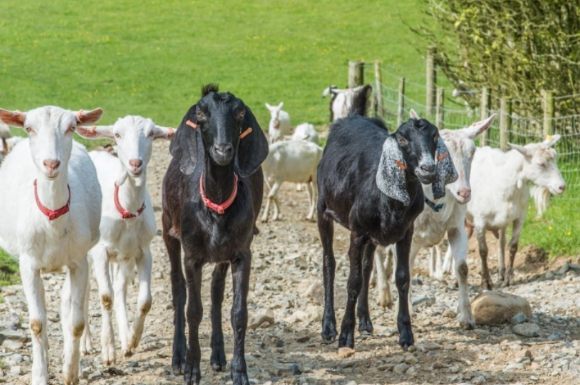Chuckling Goat Partners with Nexer Digital to Improve Digital Customer Experience