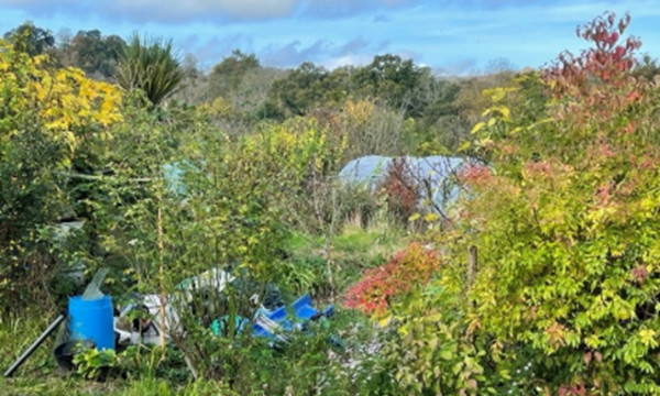 The allotment plot before work began. Credit Phil Graham