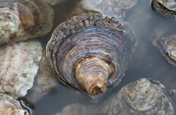 Native Oysters Restored to Conwy Bay