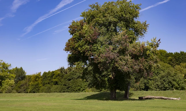 Tredegar Park_10.jpg (1)