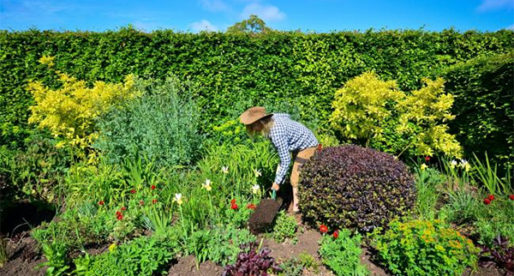New Training Programmes to Boost the Horticulture Industry in Wales