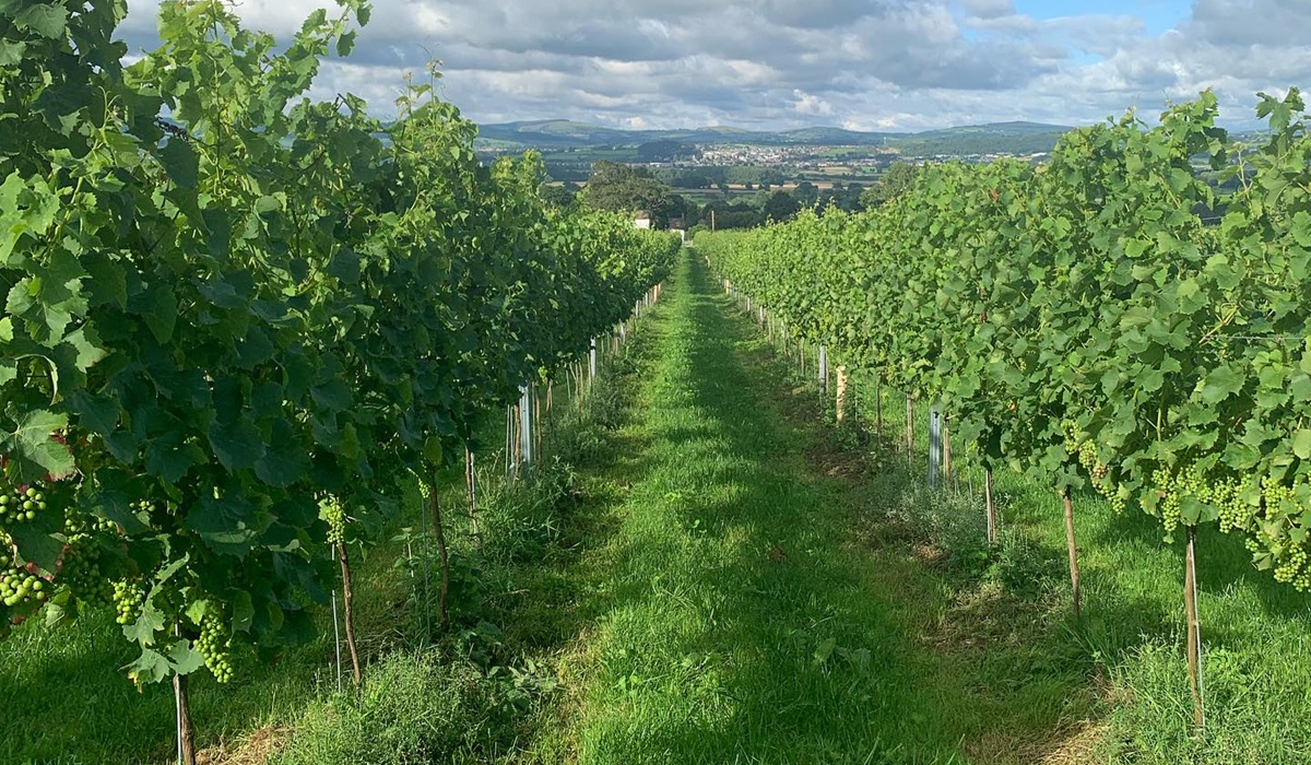 vale vineyard