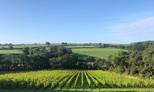 Velfrey Vineyard in Pembrokeshire