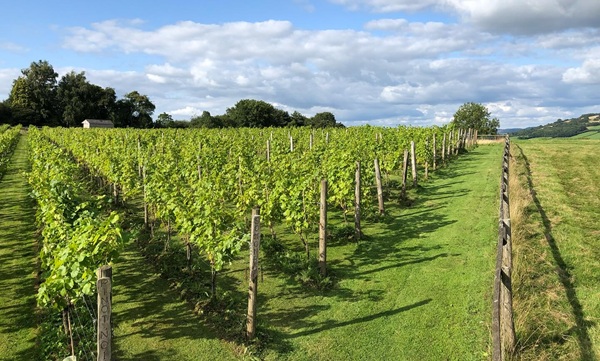 Vineyard
