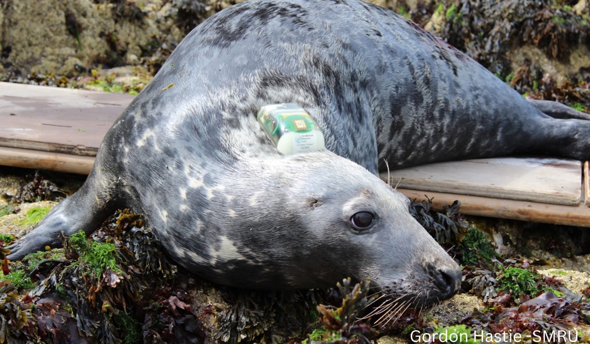 Grey Seal
