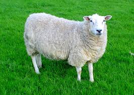 Decline In New Zealnd Flock Brings Fresh Optimism For Welsh Lamb
