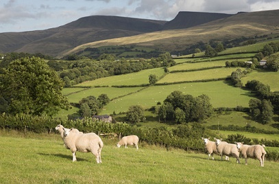 Nearly 40% of Welsh Farms Diversify: Is Innovation now a Necessity for the Industry?