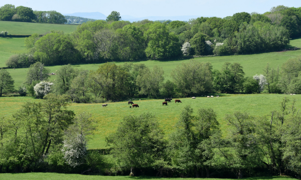 Welsh landscape