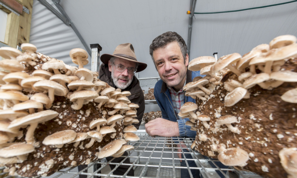 Welsh Mushroom Grower Goes Global