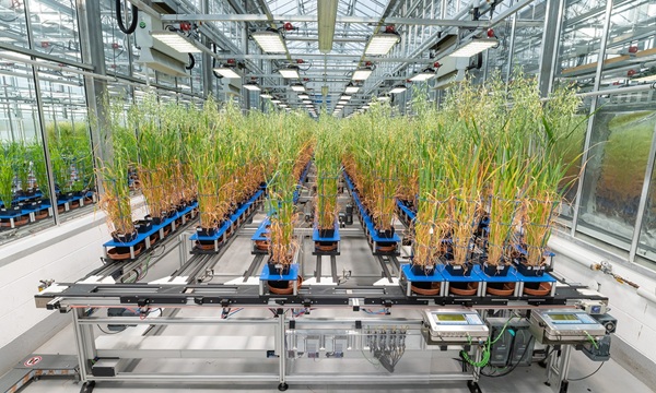 biotech crops